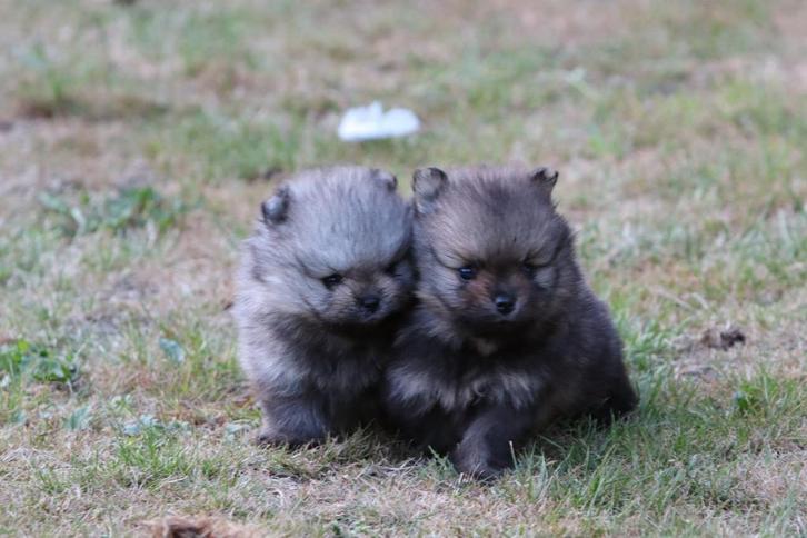 Pomeriaan pup reutje 9 weken, Dieren en Toebehoren, Honden | Poolhonden, Keeshonden en Oertypen, Reu, Overige rassen, Particulier