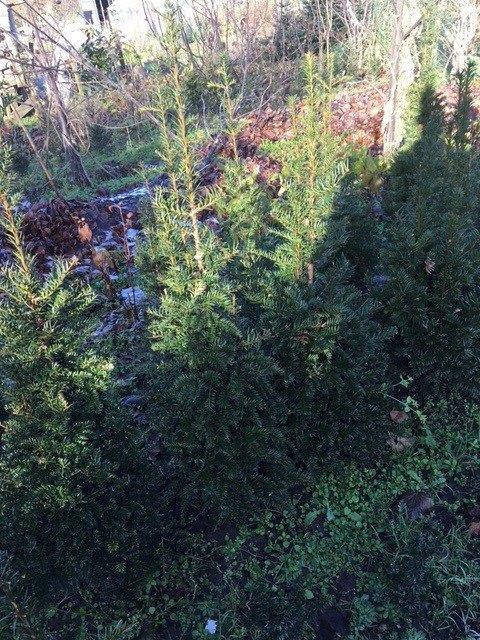 Taxus baccata en Taxus bac.  'Fastigiata", Tuin en Terras, Planten | Bomen, Overige soorten, 100 tot 250 cm, Volle zon, Bloeit niet