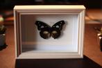 Opgezette vlinder in lijst Taxidermy, Dieren en Toebehoren, Insecten en Spinnen, Bijen