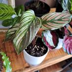 Calathea white star, Ophalen, Overige soorten, Minder dan 100 cm