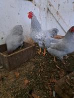 Te koop Broedeieren Wyandotte kriel, Dieren en Toebehoren, Pluimvee, Geslacht onbekend, Kip