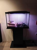 Superfish aquarium compleet 73l 59x40x31 met onderkast, Dieren en Toebehoren, Ophalen, Zo goed als nieuw, Leeg aquarium