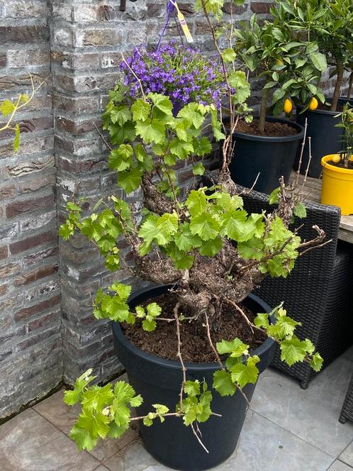 fantastisch mooie zeer oude druif op mega dikke stam in pot!, Tuin en Terras, Planten | Bomen, Overige soorten, 100 tot 250 cm