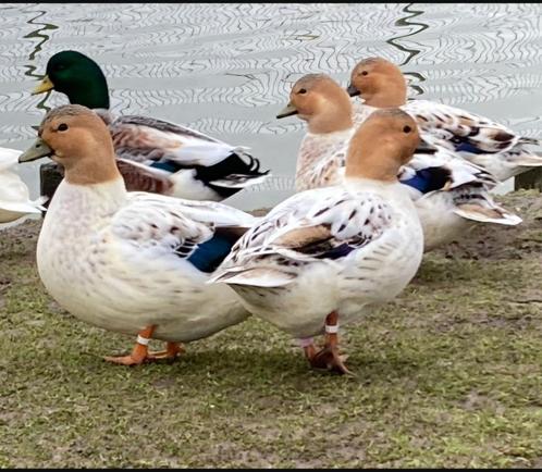 GEZOCHT GEVRAAGD kwakertjes kwaker kwakers eendjes eenden, Dieren en Toebehoren, Pluimvee, Eend, Meerdere dieren