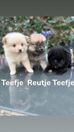 Pomeriaan / Dwergkees, Reu, CDV (hondenziekte), 8 tot 15 weken, Meerdere