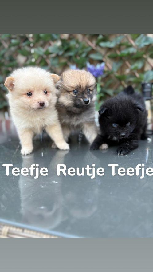 Pomeriaan / Dwergkees, Dieren en Toebehoren, Honden | Niet-rashonden, Klein, Reu, Particulier, Meerdere, Nederland, 8 tot 15 weken