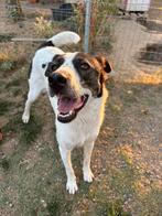 Lieve Johnny op zoek naar zijn familie, Dieren en Toebehoren, Honden | Niet-rashonden, Particulier, Rabiës (hondsdolheid), Reu