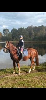 D pony bomproof / beginnerspony allround, Dieren en Toebehoren, Pony's, B, Ruin, 11 jaar of ouder, D pony (1.37m tot 1.48m)