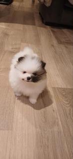 Pomeranian Reutje 5 weken, met Stamboom!, Dieren en Toebehoren, Honden | Poolhonden, Keeshonden en Oertypen, Keeshond, Reu, CDV (hondenziekte)