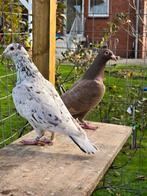 Stipper postduiven koppel, Dieren en Toebehoren, Vogels | Duiven, Meerdere dieren, Postduif