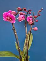 Orchidee Phalaenopsis Special p12 (3), Ophalen of Verzenden, Halfschaduw, Minder dan 100 cm