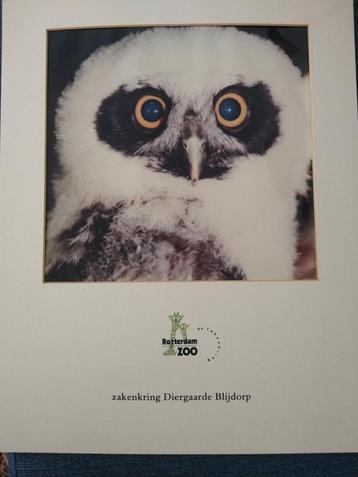 Foto Rob Doolaard - Diergaarde Blijdorp - Jonge uil beschikbaar voor biedingen