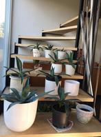 Bio blauw Agave Americana stekken planten diverse maten, Ophalen of Verzenden, Minder dan 100 cm, In pot, Cactus