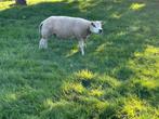 Te koop 1,5 jarig Texelaar ooien, Dieren en Toebehoren, Schapen, Geiten en Varkens, Vrouwelijk, Schaap, 0 tot 2 jaar