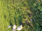 Frankische gans/witte gans man gezocht, Dieren en Toebehoren, Pluimvee, Meerdere dieren, Gans of Zwaan