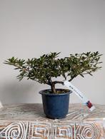 Satsuki Azalea Hoshi-no-kagayaki Bonsai, Bloeit niet, Halfschaduw, Minder dan 100 cm, Overige soorten