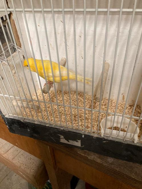 3 kanaries, Dieren en Toebehoren, Vogels | Kanaries, Kleurkanarie, Mannelijk