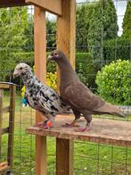 Stipper postduiven duiven, Meerdere dieren, Postduif