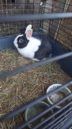 Lief papakonijn ram, Mannelijk, Middelgroot, 0 tot 2 jaar