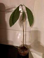 Avocado Plant en 2 planten in Glazen Vazen, Ophalen, Bloeit niet, Overige soorten, Volle zon