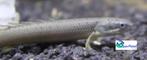 Polypterus senegalus, Dieren en Toebehoren, Vis, Zoetwatervis