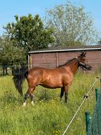 New Forest D merrie en haar 2 jarig valk/Buckskin dochter, Dieren en Toebehoren, Merrie, D pony (1.37m tot 1.48m), Recreatiepony