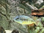 Protomelas Taeniolatus Red Empress vrouw, Vis
