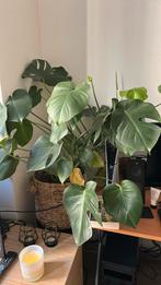 Grote monstera met pot, Huis en Inrichting, Kamerplanten, Ophalen, Halfschaduw, Minder dan 100 cm