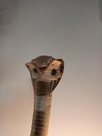 Cobra taxadermy    echte opgezette slang, Ophalen of Verzenden