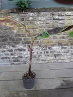 Musa zebrina, Huis en Inrichting, Ophalen, In pot, Halfschaduw, Minder dan 100 cm