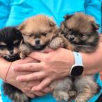 Pomeriaan s te koop, Dieren en Toebehoren, Keeshond, Reu, Meerdere, Nederland