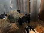 Konijnen new zeelander Lotharingen, Dieren en Toebehoren, Konijnen, Meerdere dieren
