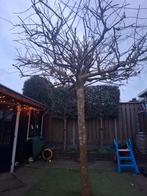 Dakboom Plataan - Mooie vorm, direct leverbaar!, Tuin en Terras, Planten | Bomen, Bloeit niet, 100 tot 250 cm, Dakboom, Ophalen