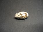 Schelpen: Oliva (Oliva) bulbosa fabagina  Lamarck, 1811., Ophalen of Verzenden, Schelp(en)