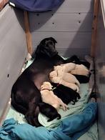 Goldador Pups Kruising Labrador * Goldenretriever puppy's, Dieren en Toebehoren, Honden | Retrievers, Spaniëls en Waterhonden