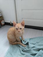 Kittens 9 en 10 weken, Dieren en Toebehoren, Katten en Kittens | Overige Katten, Meerdere dieren, Kortharig, 0 tot 2 jaar