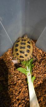 Russische landschildpad, Dieren en Toebehoren, Reptielen en Amfibieën, Slang