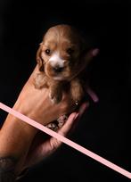 Huiskamer nest engelse cocker spaniel puppys pups, Rabiës (hondsdolheid), 8 tot 15 weken, Meerdere, Meerdere dieren
