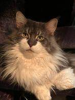 VERMIST kater koenderseweg oosterwijk/leerdam, Kat