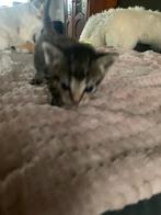 Kitten van ragdoll/Siamees, Kater