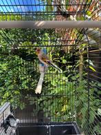 Bastaard Major Putter, Dieren en Toebehoren, Mannelijk, Wildzangvogel, Geringd