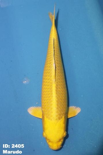 Yamabuki Ogon - 55-60 cm - Marudo beschikbaar voor biedingen