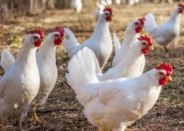 Witte Leghorn kippen en Bruine Barnevelder kippen. beschikbaar voor biedingen