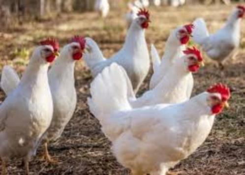 Witte Leghorn kippen en Bruine Barnevelder kippen., Dieren en Toebehoren, Pluimvee, Kip, Vrouwelijk