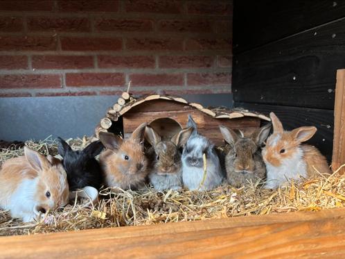 Hangoor konijntjes, Dieren en Toebehoren, Konijnen, Mannelijk, 0 tot 2 jaar, Hangoor