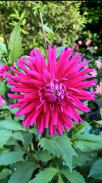 Gezocht dahlia knol Purple Gem, Tuin en Terras, Ophalen, Voorjaar, Volle zon, Knol