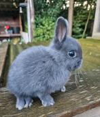 Kleurdwerg blauw voedster, Dieren en Toebehoren, Vrouwelijk, Dwerg