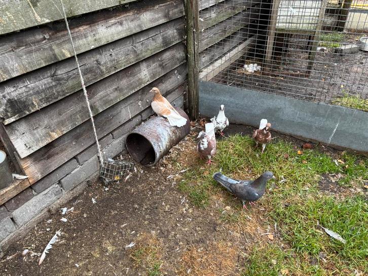 Kumru kunru’s turkse fluitduiven, Dieren en Toebehoren, Vogels | Overige Vogels, Meerdere dieren
