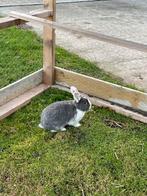 Konijn, gratis af te halen!, Dieren en Toebehoren, Konijnen, Mannelijk