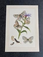 10 soorten  insekten vlinders 19x27 samen 22,50, Ophalen of Verzenden, Natuur en Biologie